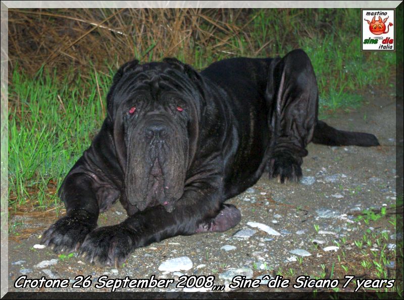 Sione^die Sicano 7 years,,, 29 sept. 2008
