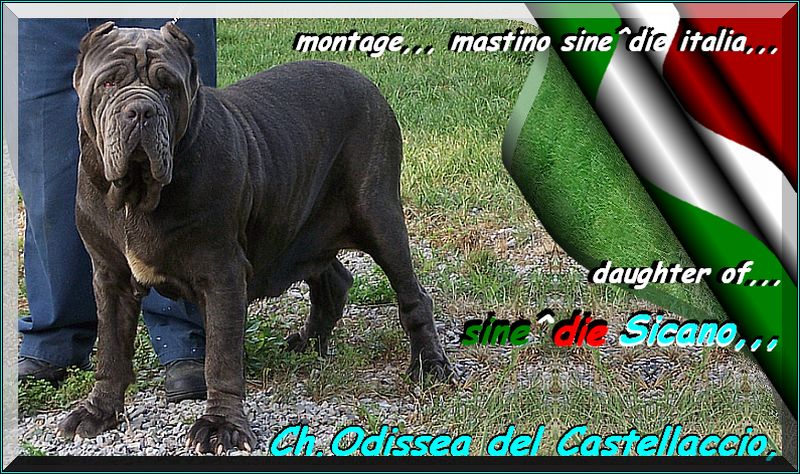 Ch. Odissea del Castellaccio,,,