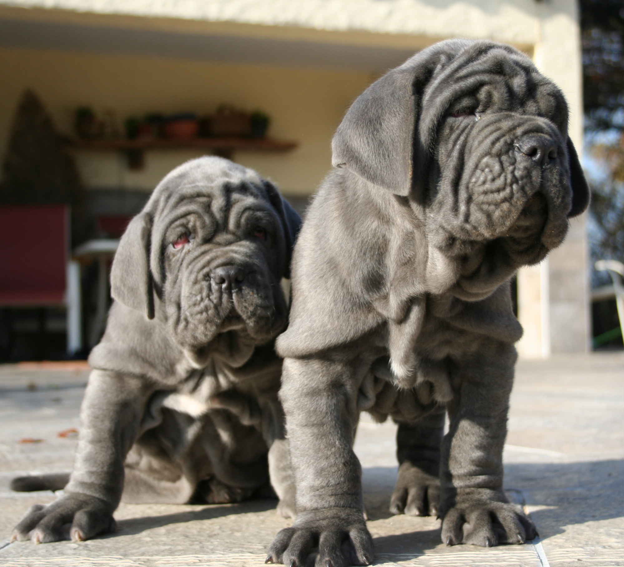 CACHORROS JENIFER