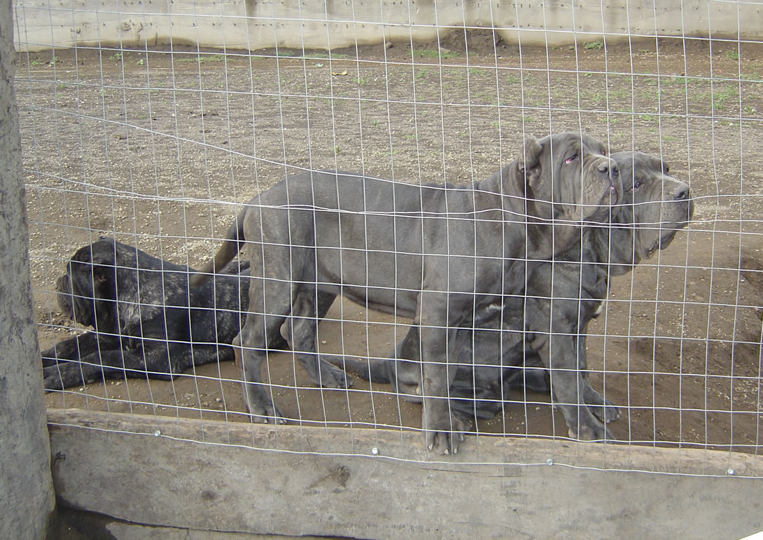 ardolinopups