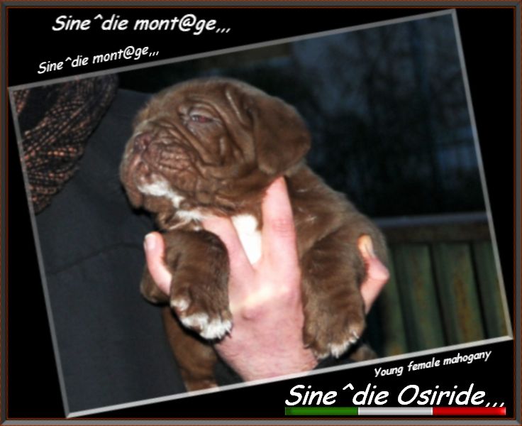 Sine^die Osiride owner and breeder,,, Giuseppe La Parola
