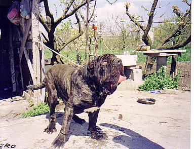 Calimero