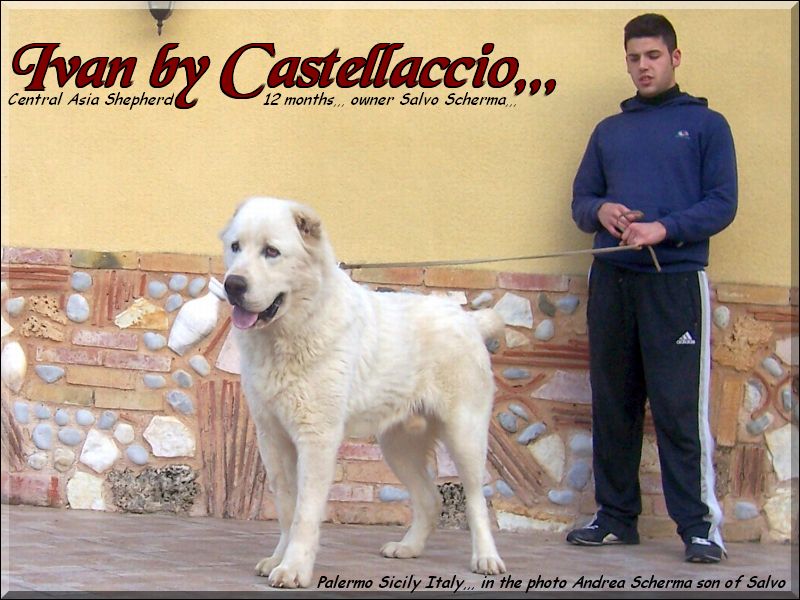 Ivan,,, Central Asia Shepherd oo2