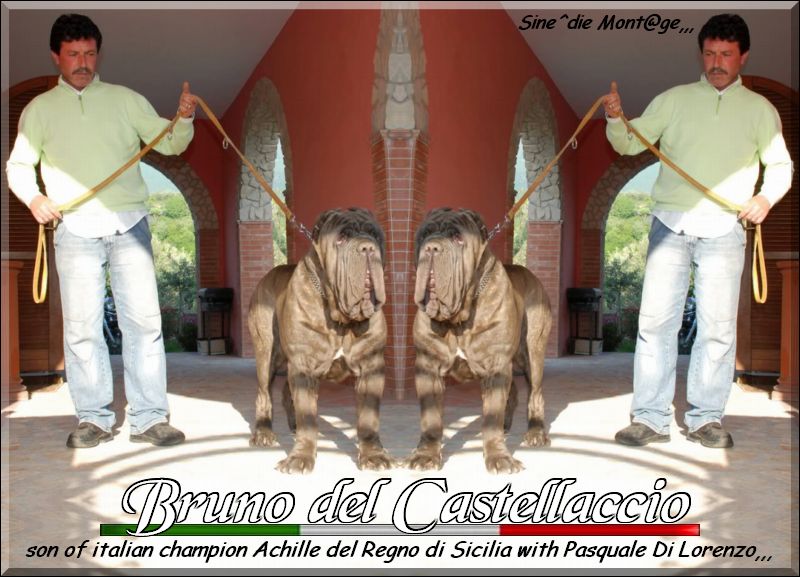 Bruno del Castellaccio son of Italian Ch. Achille,