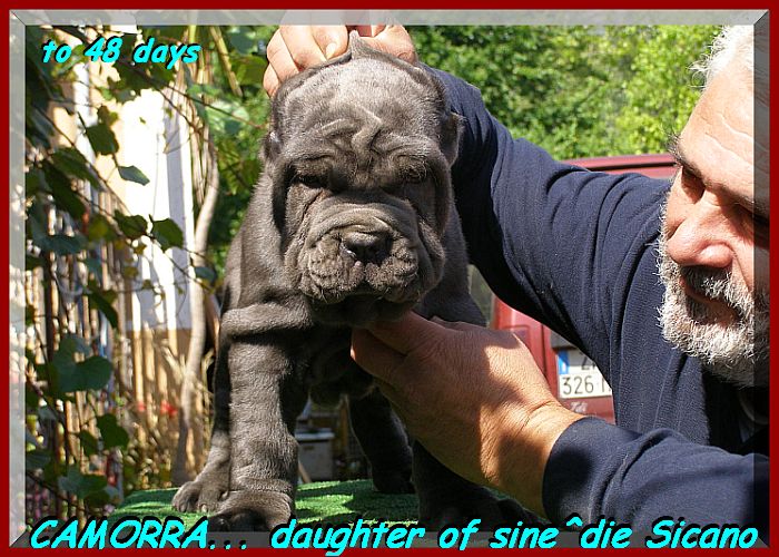 by sine^die Camorra daughter of sine^die Sicano.... 0378