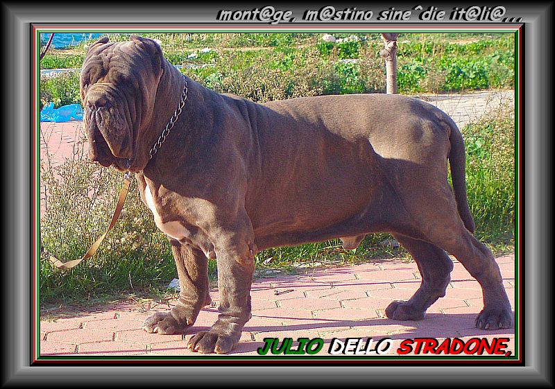 Julio dello stradone
