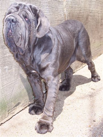 04062006.dogs 123