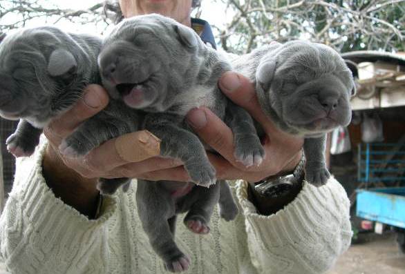 Immagine puppies2