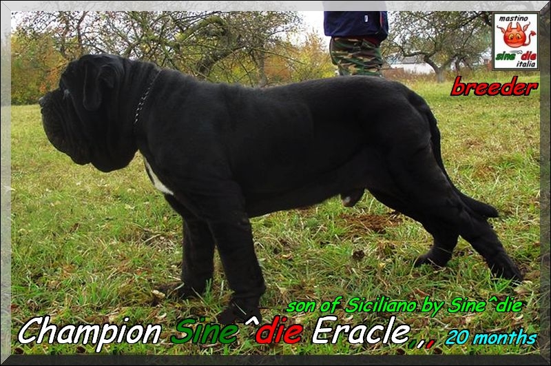 Champion Sine^die Eracle