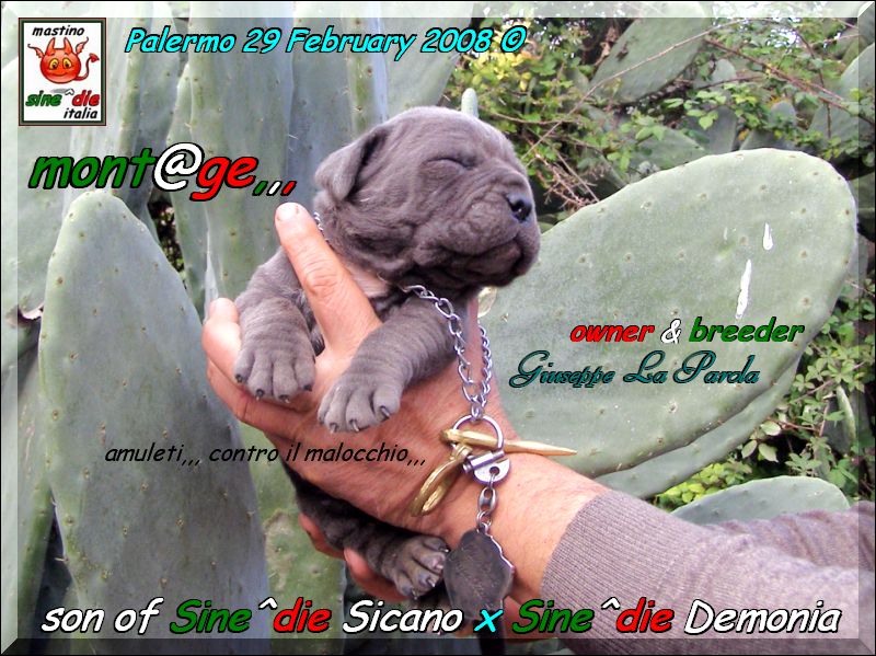 Cuccioli di Demonia & Sicano Sine^die,,, Palermo 29 Febbraio 2008,,,