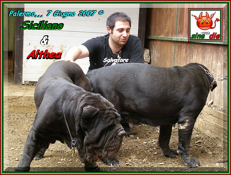 Joining,,, Althea x Siciliano by sine^die,,, oo5