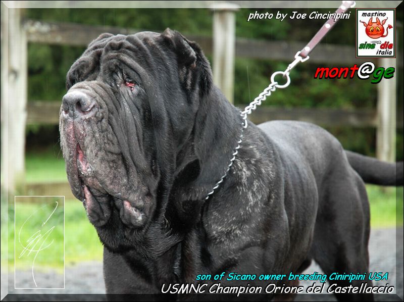 Champion Orione del Castellaccio,,, son of Sine^die Sicano,,, owner Cinciripini breeding USA