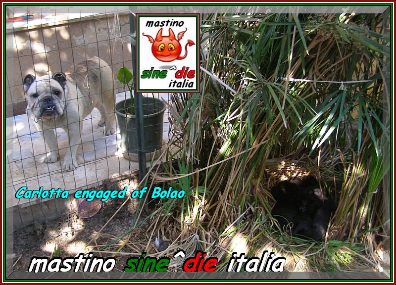 cuccioli Althea x Siciliano,,, 18 August 2007,,, xoxo