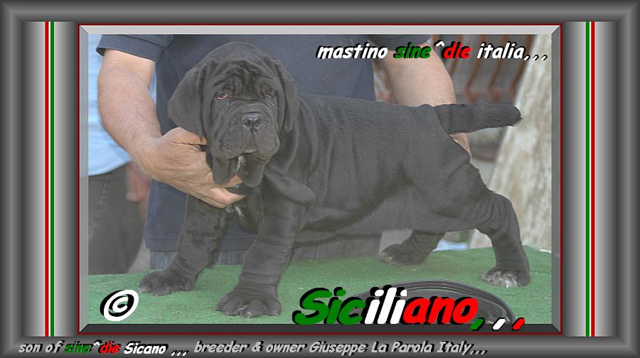 Siciliano son of sine^die Sicano breeder & owner mastino sine^die italia,,, by Giuseppe La Parola,,,