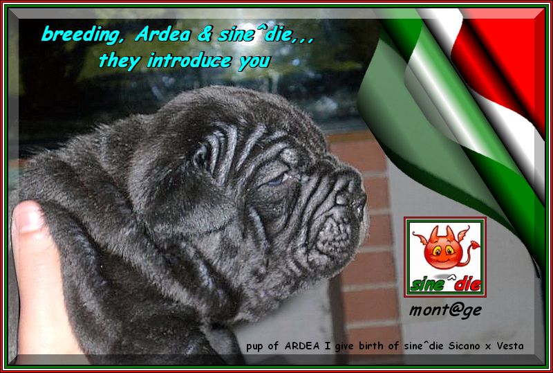 breeding, Ardea & sine^die, they introduce you Bandito