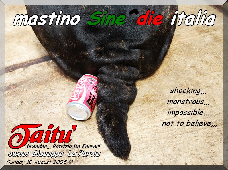 Taitu owner mastino Sine^die italia,,,