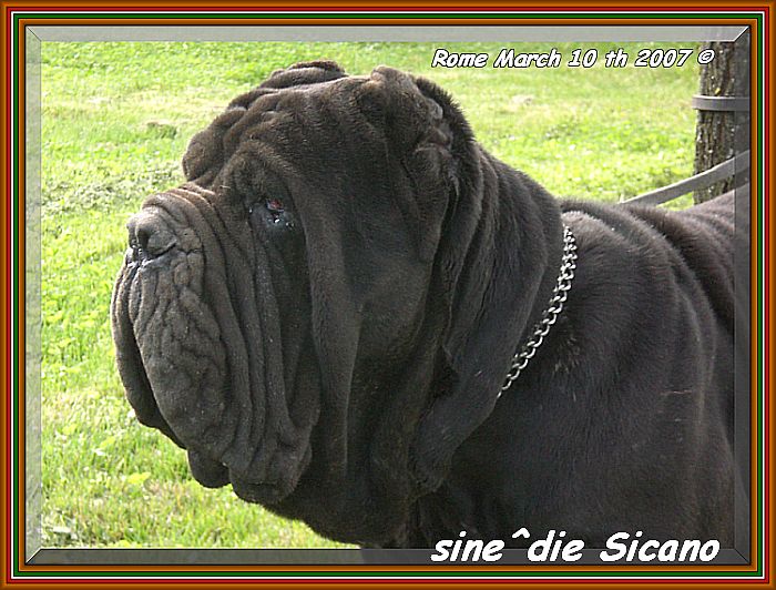 sine^die Sicano in visit in Rome