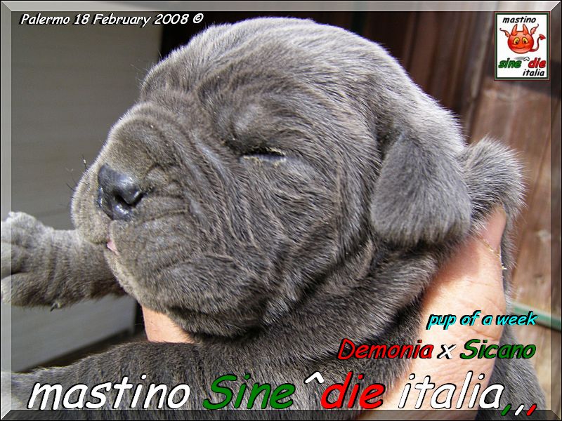 Cuccioli di Demonia & Sicano Sine^die,,, Palermo 18 Febbraio 2008,