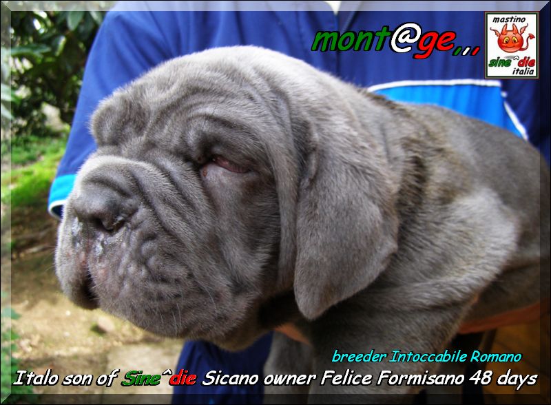 pup of Sine^die Sicano,,, ITALO owner felice Formisano,,, italy