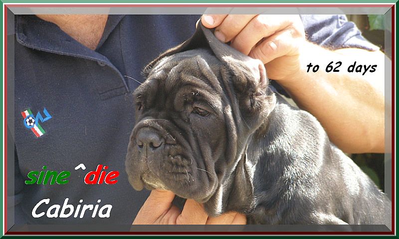 sine^die Cabiria,,, breeder mastino sine^die italia 0623