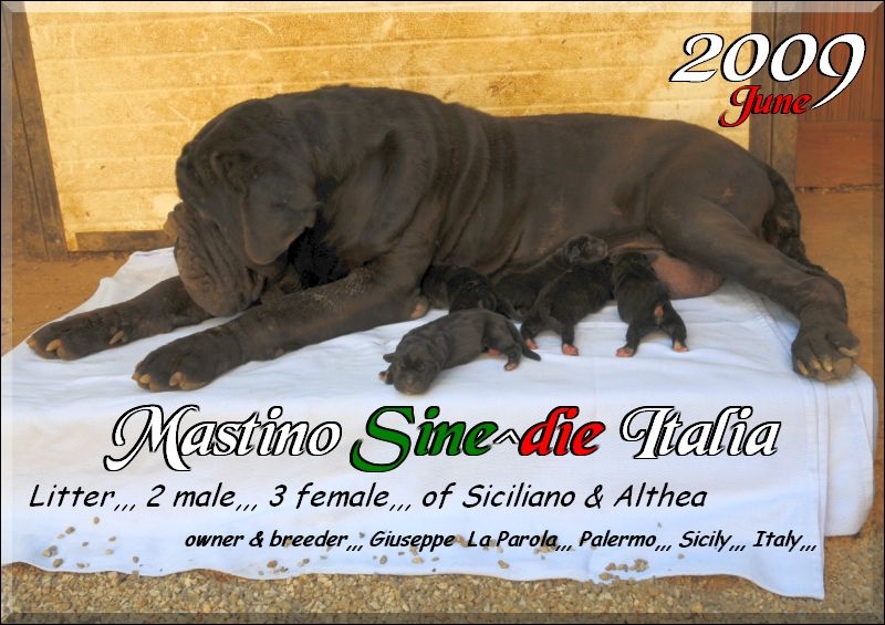 cuccioli Althea Siciliano 2009