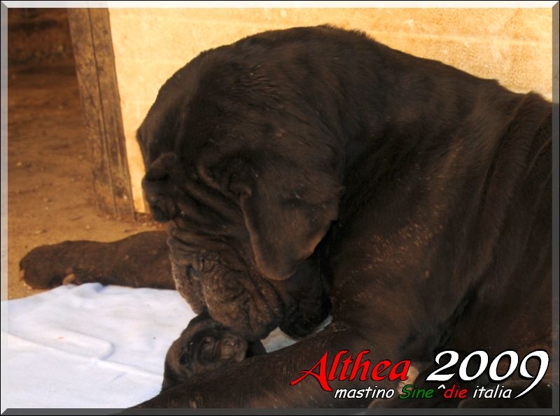 cuccioli Althea Siciliano 2009,,,,