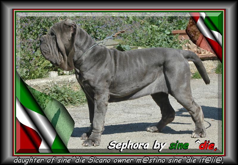Sephora by sine^die 800 pixel
