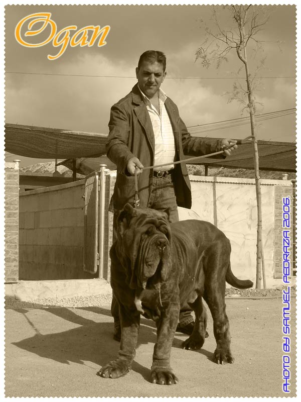 ogan_04_80