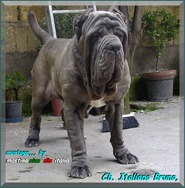 Ch Italiano Bruno by Enrico Sorrentino oxx