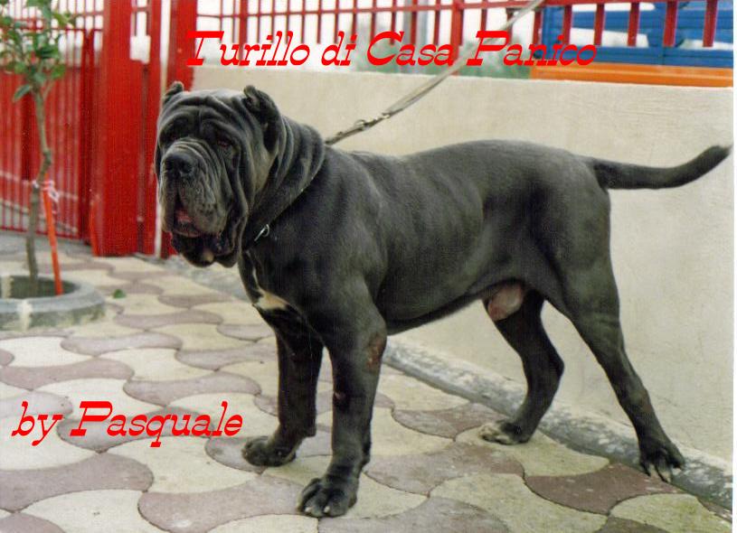 turillo di casa panico