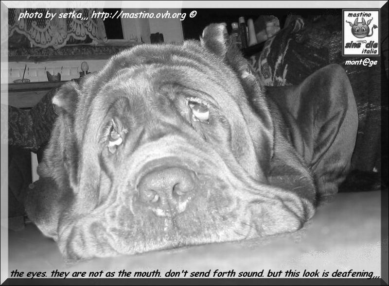 occhi che parlano,,, montage by mastino sine^die italia,,,