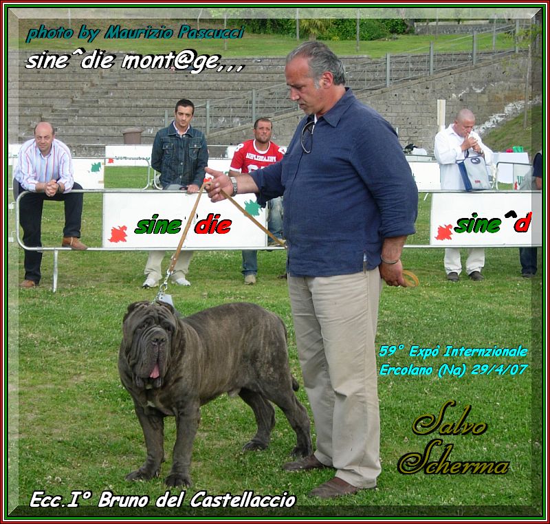 Ercolano, 28 Aprile 2007,, raduno mastino napoletano classe giovane maschi Bruno del Castellasccio,,,