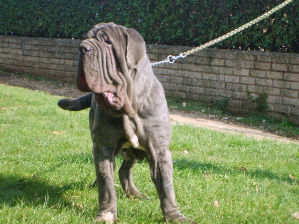 boban