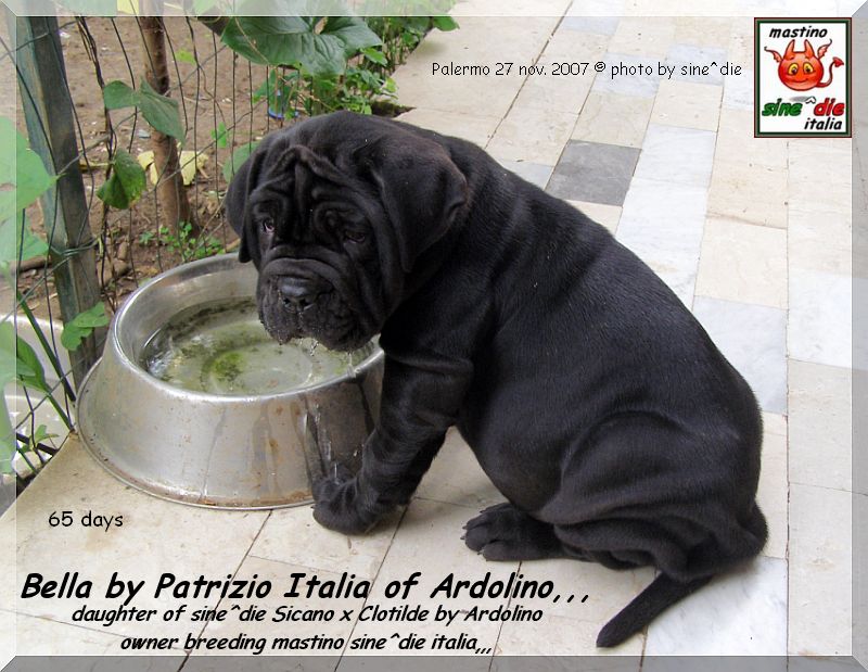 Bella by Patrizio Italia owner mastinosine^die italia..