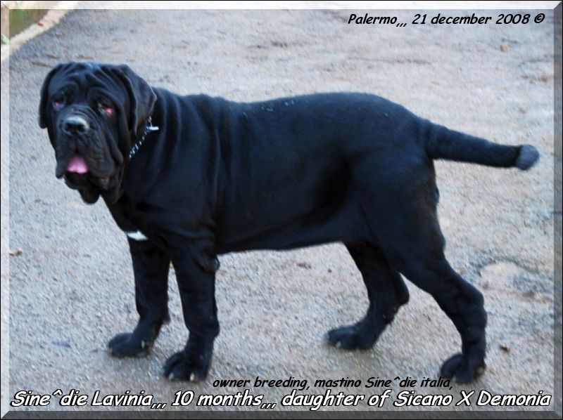 Sine^die Lavinia,,, 10 months daughter of Sicano X Demonia