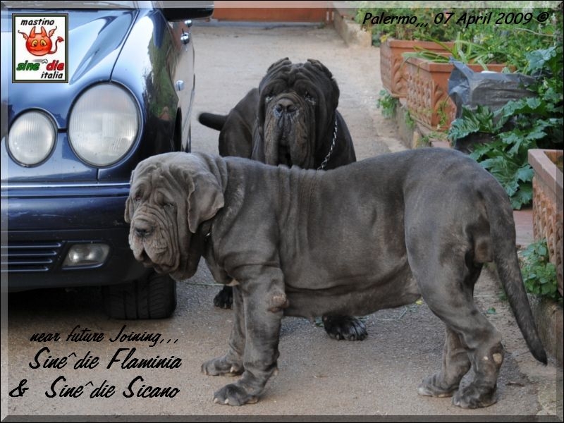 Joining future  Flamina x Sicano