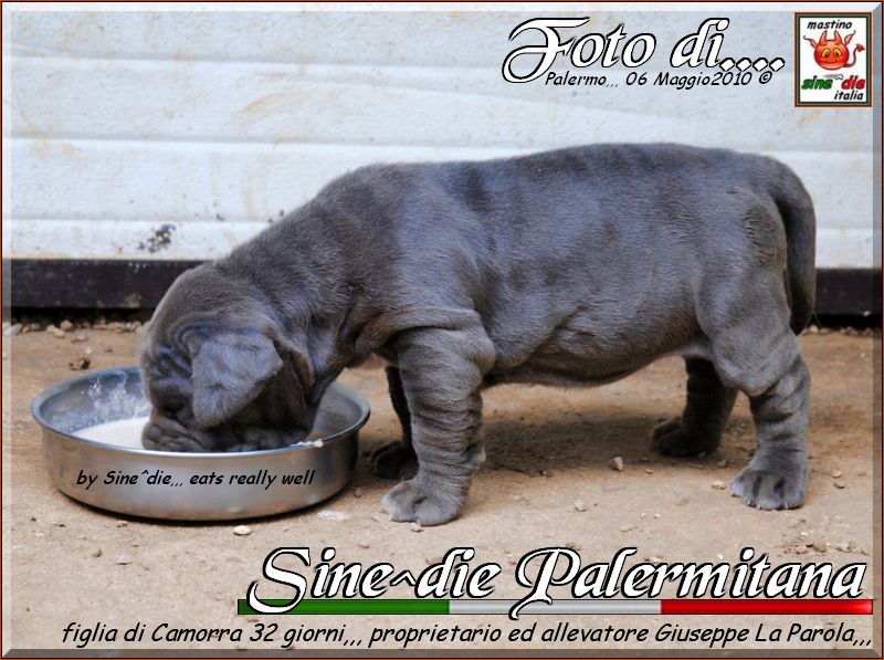Sine^die Palermitana 32 giorni,,,,