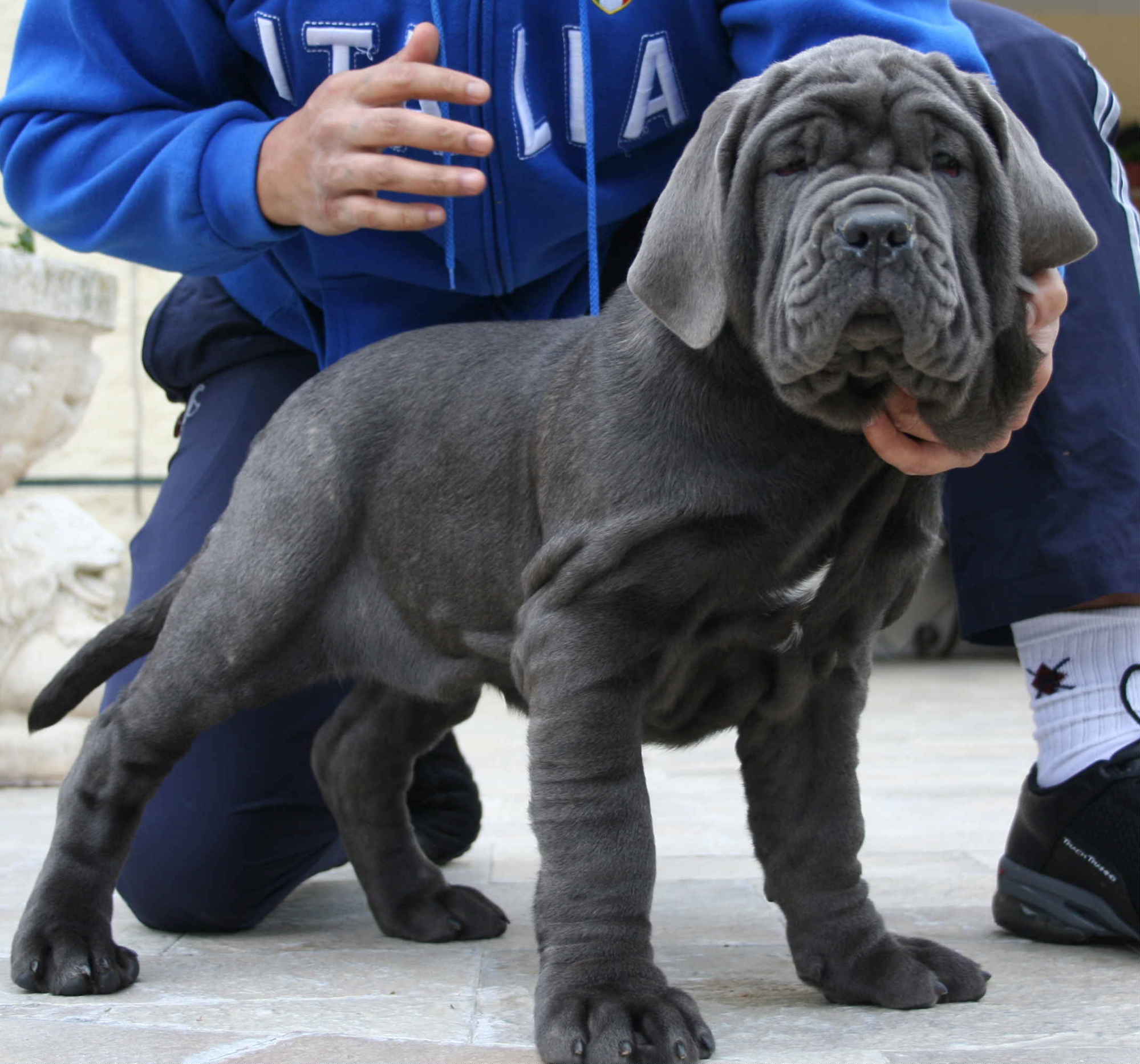 STELLA DE AZZURRA 2 months