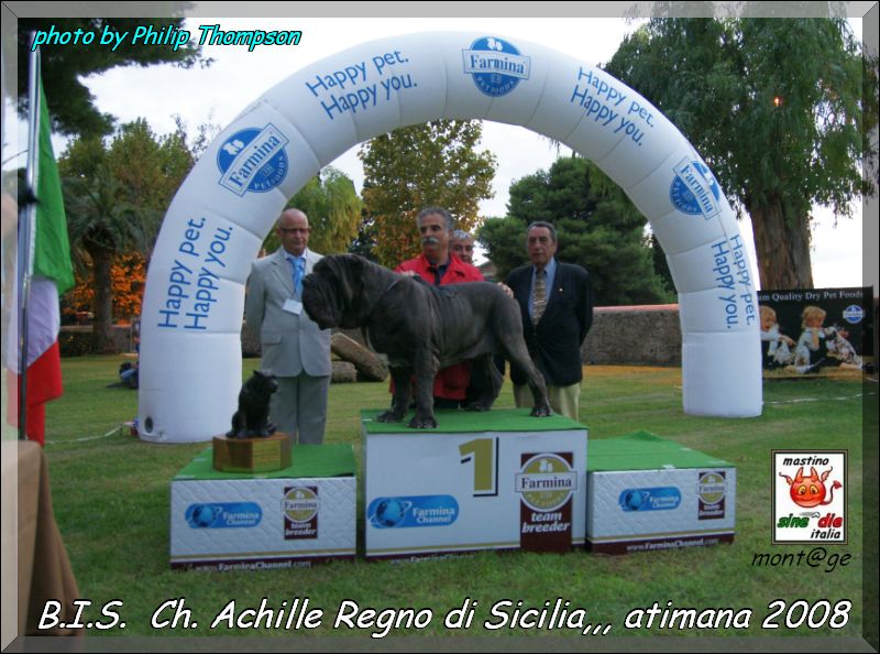 BIS It. Ch. Achillle Regno di Sicilia son of Sine^die Sicano