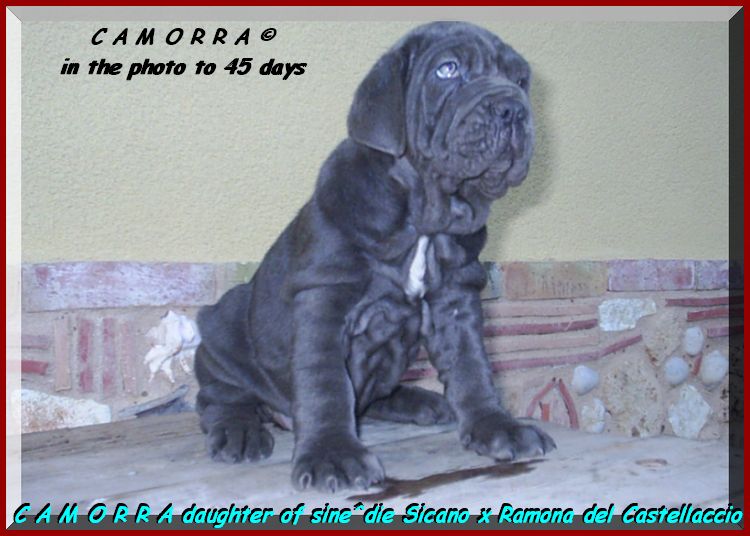 Camorra daughter of sine^die Sicano x Ramona del Castrllaccio 02