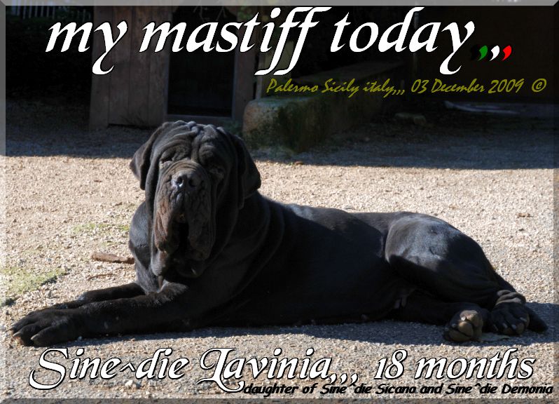 i miei mastini oggi Sine^die Lavinia,,,,,