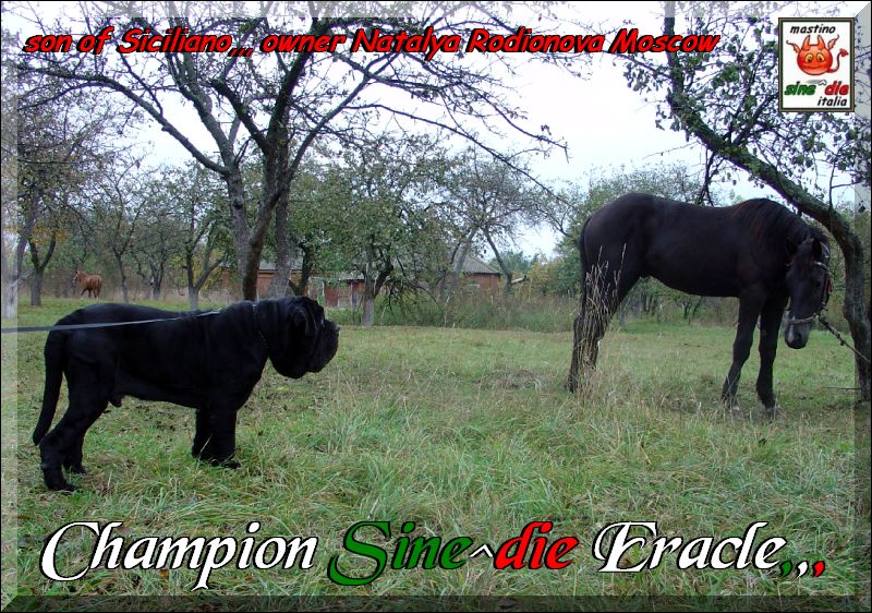 Champion Sine^die Eracle,