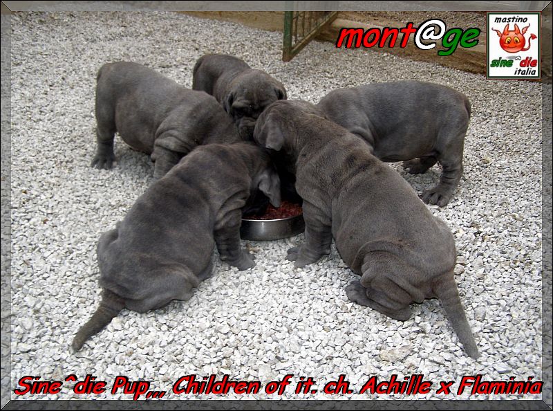 cucciola del campione italiano Achille del Regno di Sicilia x Sine^die Flaminia 35 giorni,,,,,