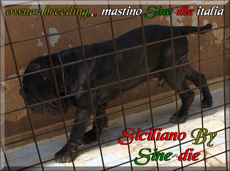 Siciliano son of Sine^die Sicano,,,