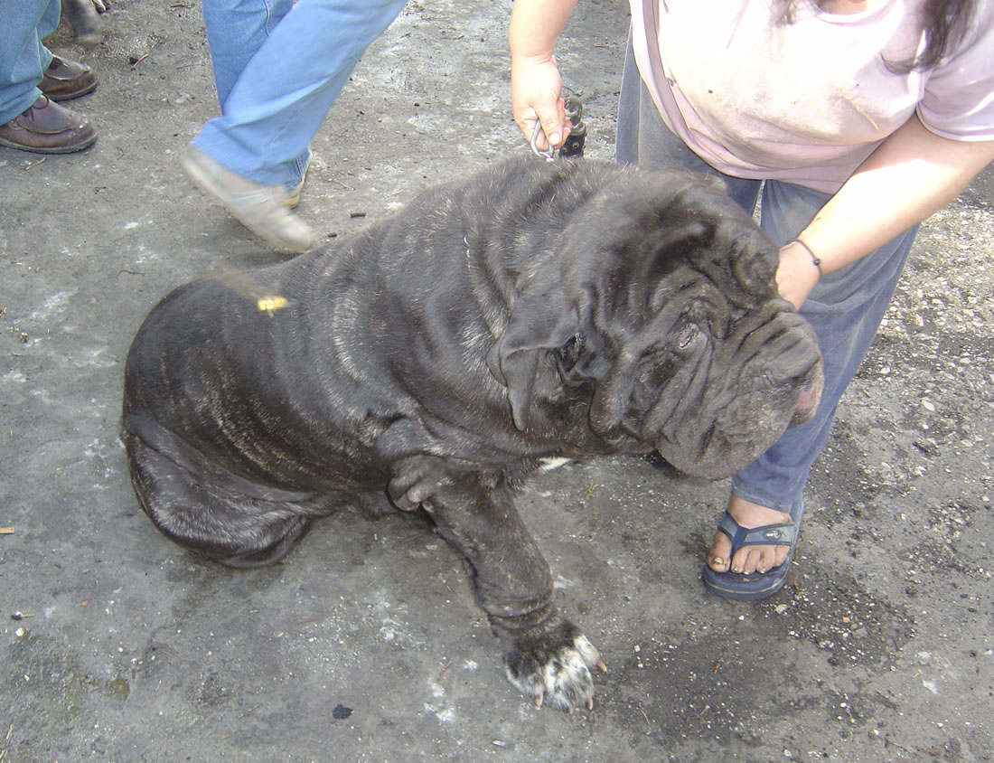 Nerone