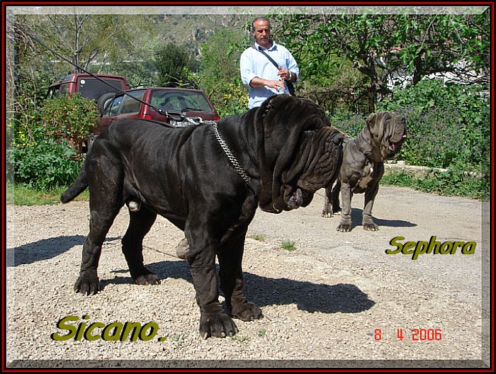 Sicano Sephora & Salvo