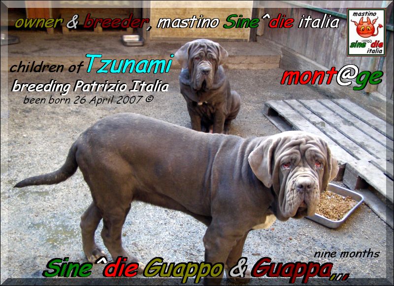 Sine^die Guappo & Guappa,,, owner & breeder,,, breeding mastino Sine^die italia,,,