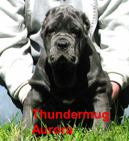 ThundermugAurora