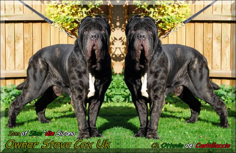 Ch. Ottavio del Castellaccio,,, Son of Sine^die Sicano,,,, Owner Steve Cox UK.