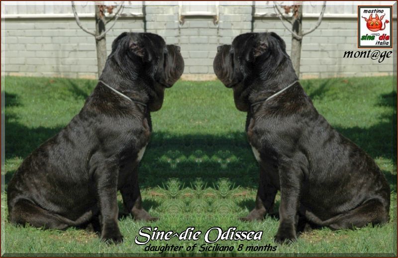 Sine^die Odissea 8 months,